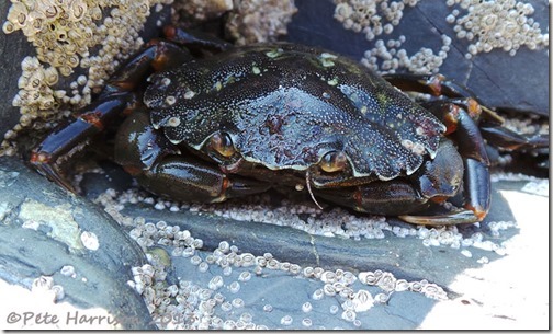 27-shore-crab