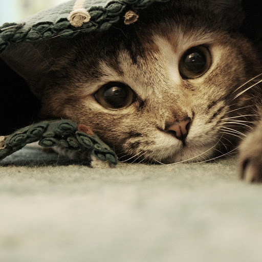 Hd-134721-ascw134721