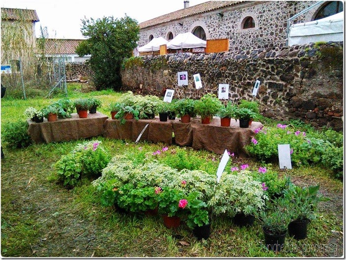 Il fiore all’occhiello Il fiore all’occhiello