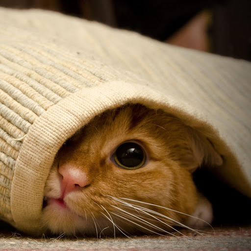 Hd-160111-ascw160111