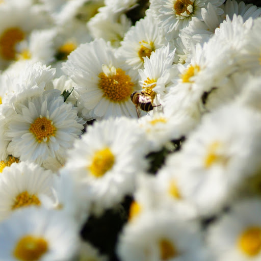 Hd-144301-ascw144301