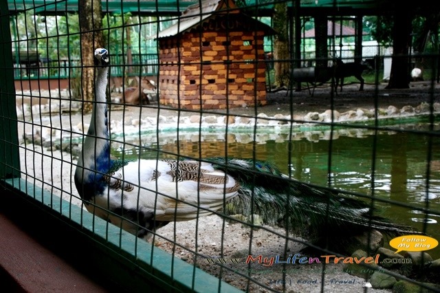 [Langkawi-bird-paradise-043.jpg]