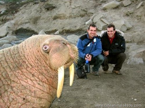 50_Funniest_Animal_Photobombs_Of_All_Time_01