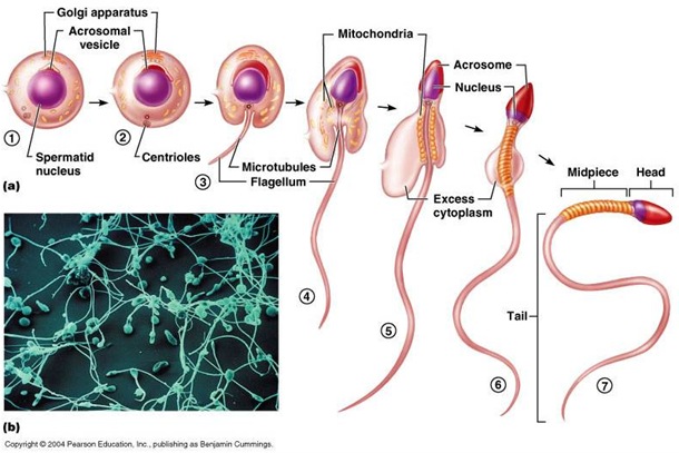 spermiogenesis