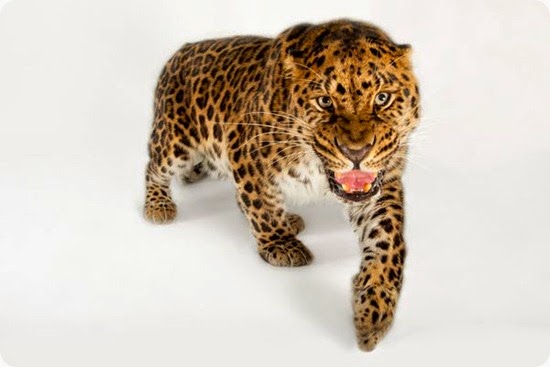 leopardo amur