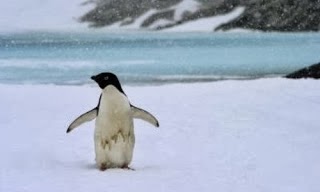 Pinguino en la Antartida