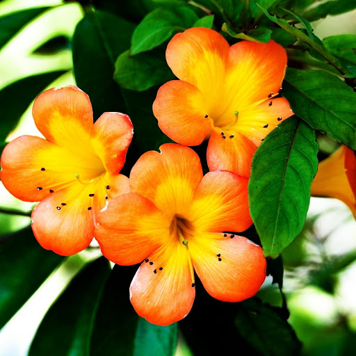 Hd-177140-ascw177140