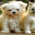 funny dog video - Funny dogs and cats playing in the snow - Funny animal compilation