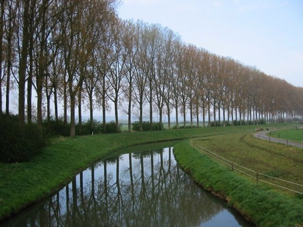 Poplars and canal.jpg