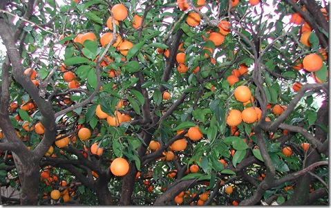 Washinton Navel eating oranges bearing in mid-winter on the Adelaide Plains in South Australia