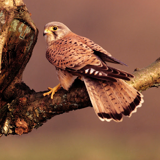 Hd-181259-ascw181259