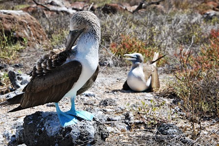 Imagini Galapagos: blue footed boobies