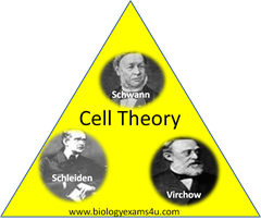 cell theory