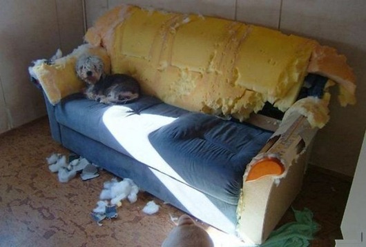 [dogs_068%255B2%255D.jpg]