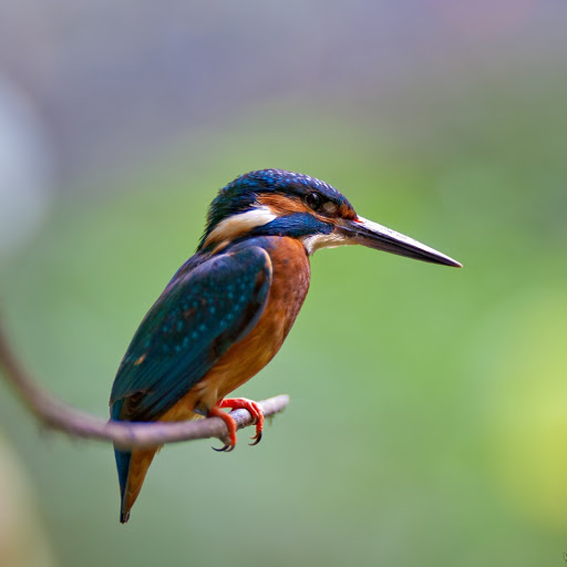 Hd-155013-ascw155013