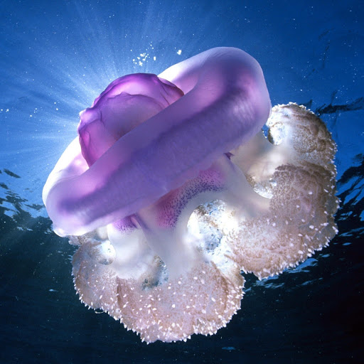 Hd-166377-ascw166377