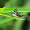 White Dragontail (燕鳳蝶)