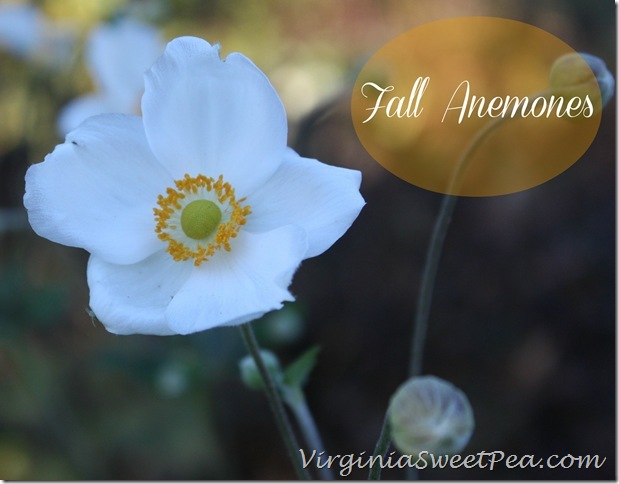 Fall Anemone