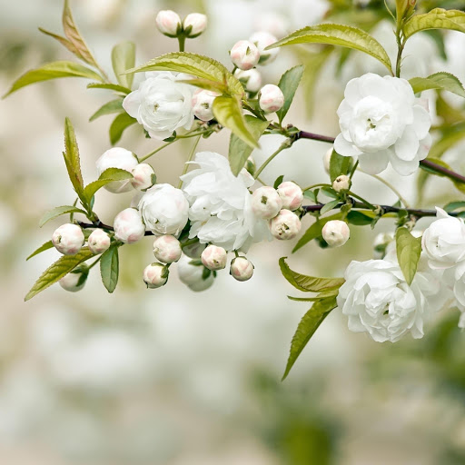 Hd-182336-ascw182336