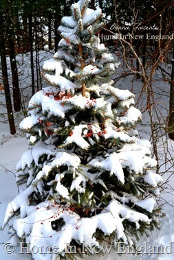 christmas tree snowy