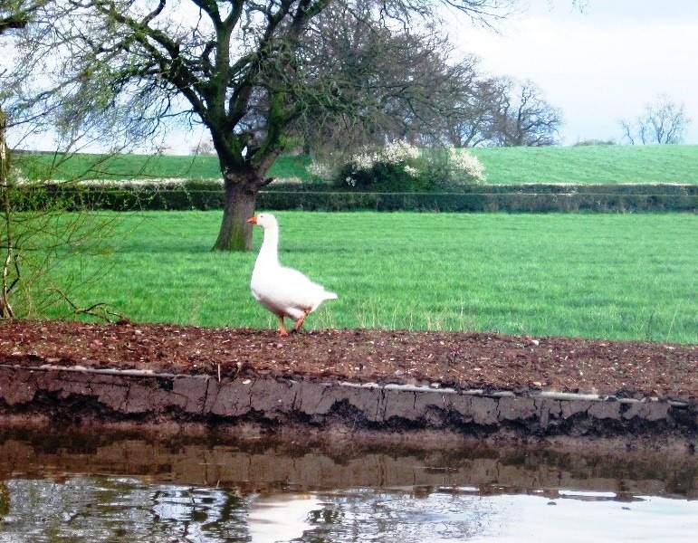 [1%2520canal%252C%2520goose%2520and%2520hedgerow%255B6%255D.jpg]