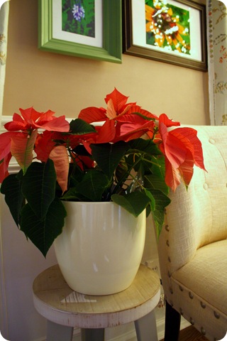 december before and after poinsettias from thrifty decor chick what to do with poinsettias after christmas
