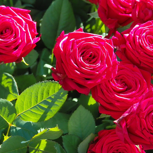 Hd-177725-ascw177725