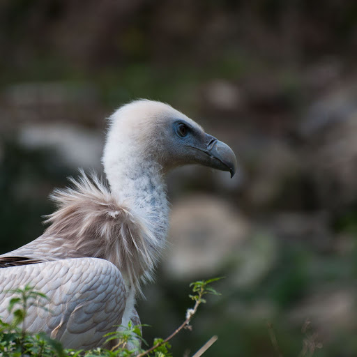 Hd-156490-ascw156490