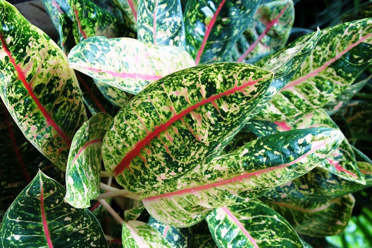 Аглаонема розовая луна фото Aglaonema Diana Project