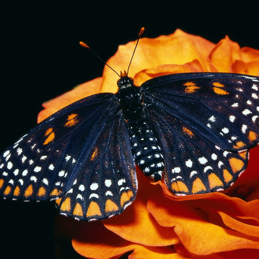 Hd-146601-ascw146601