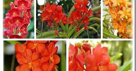 BERBAGAI MACAM  WARNA  BUNGA  ANGGREK 