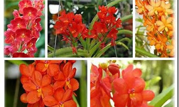 BERBAGAI MACAM WARNA BUNGA ANGGREK