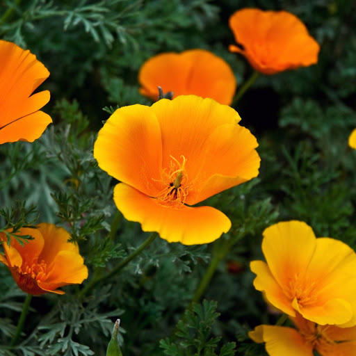 Hd-152451-ascw152451