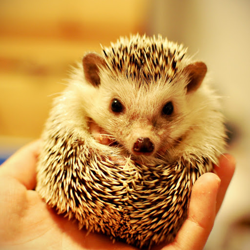 Hd-174770-ascw174770