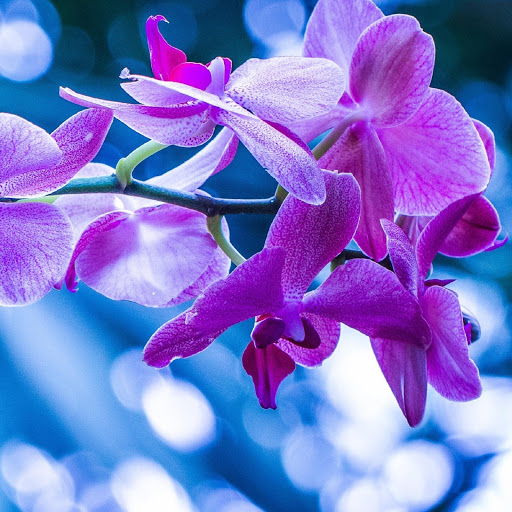 Hd-180221-ascw180221