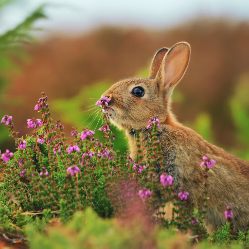 Hd-145028-ascw145028