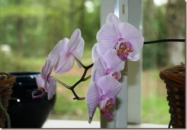 orchid2 3-8-12