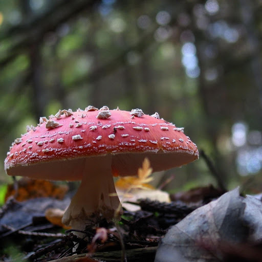 Hd-136447-ascw136447