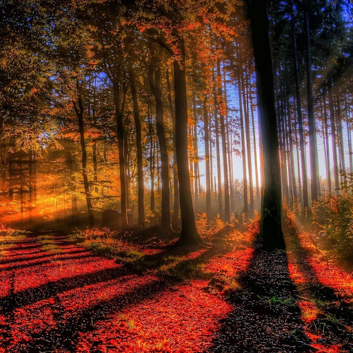 Hd-170695-ascw170695