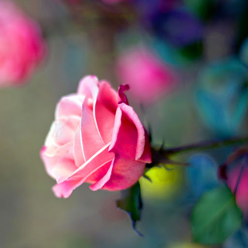 Hd-134114-ascw134114