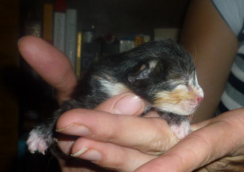 [Kitten4%255B5%255D.png]