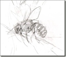 osmia bicolour female s osmia bicolour female s
