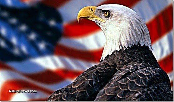 American (Bald) Eagle - US Flag Background