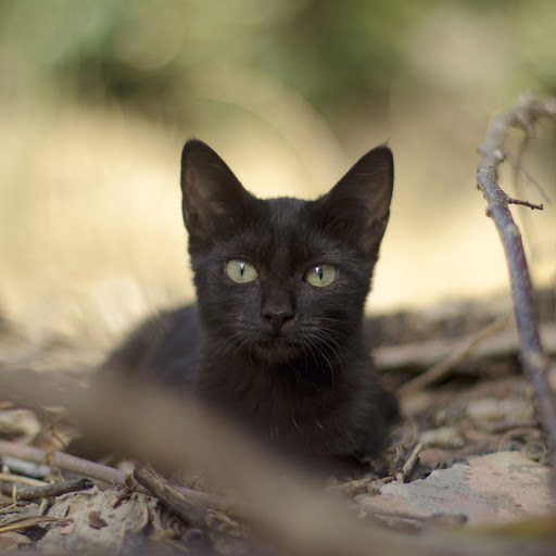 Hd-162508-ascw162508