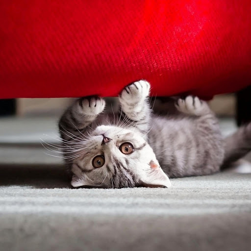 Hd-170894-ascw170894