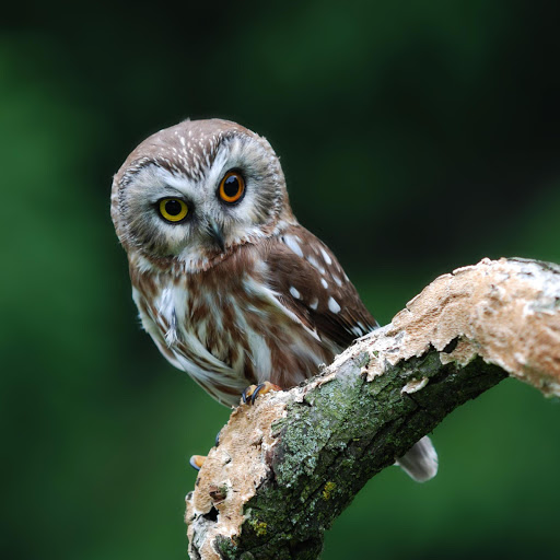 Hd-178051-ascw178051