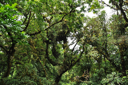 Obiective turistice Costa Rica: In Padurea Tropicala Monteverde