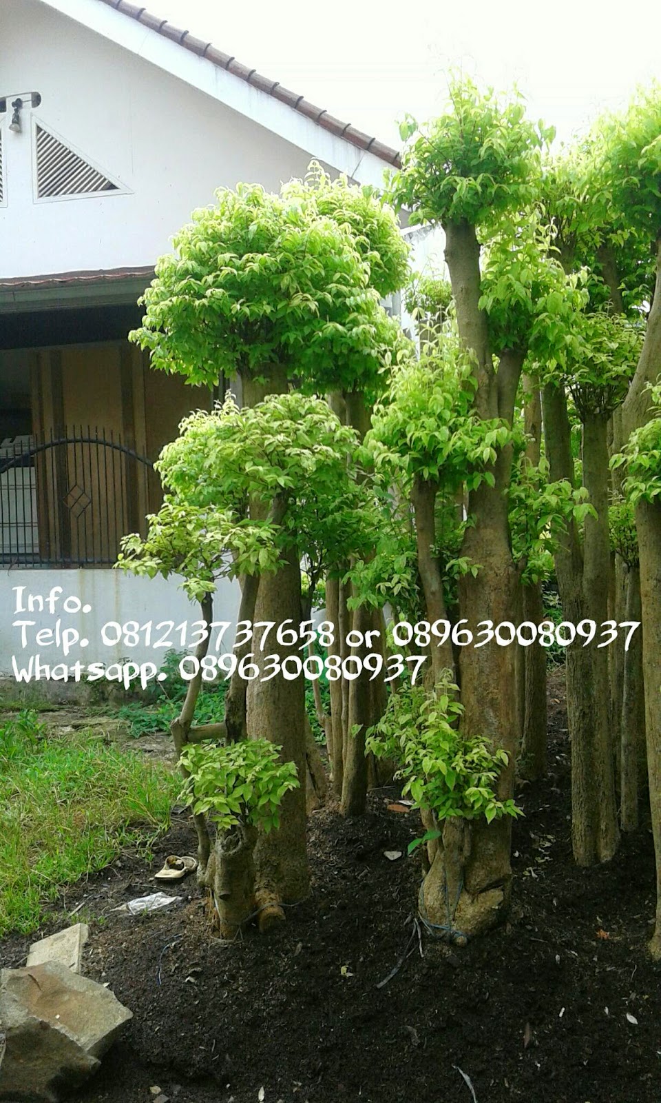 21 Lovely Taman Minimalis Sikas - taman