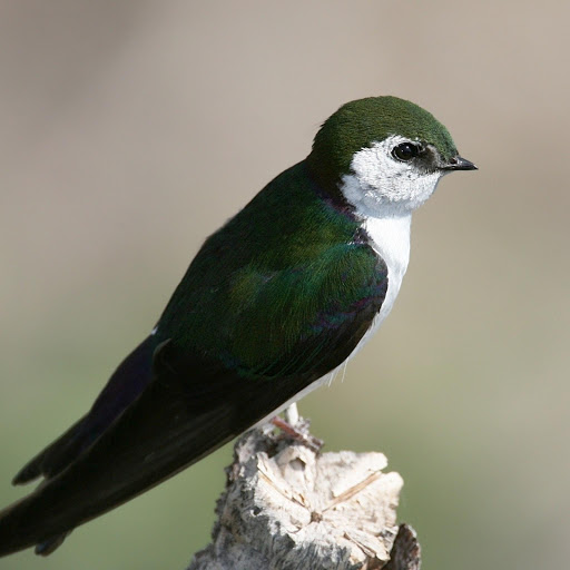 Hd-178935-ascw178935