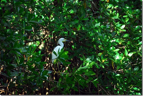 White-Egret